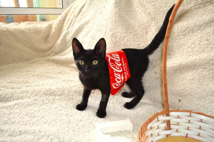 Gato ra a SRD idade 2 a 6 meses nome COCA E FANTA