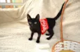 COCA E FANTA