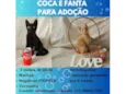 COCA E FANTA