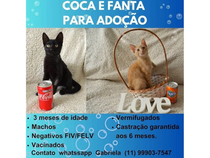 Gato ra a SRD idade 2 a 6 meses nome COCA E FANTA