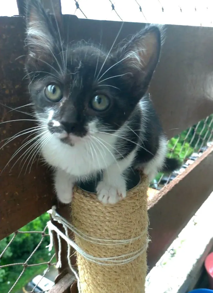 Gato ra a srd frajolinha idade 2 a 6 meses nome MEI