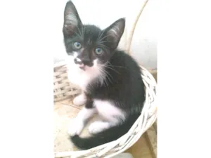 Gato raça srd frajolinha idade 2 a 6 meses nome MEI