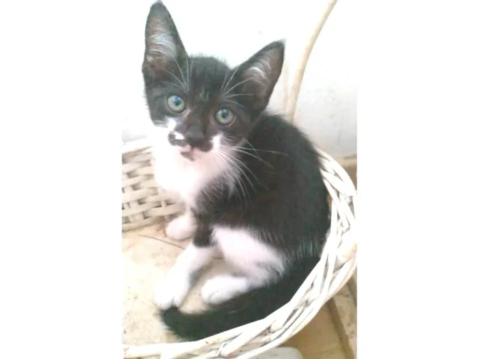 Gato ra a srd frajolinha idade 2 a 6 meses nome MEI