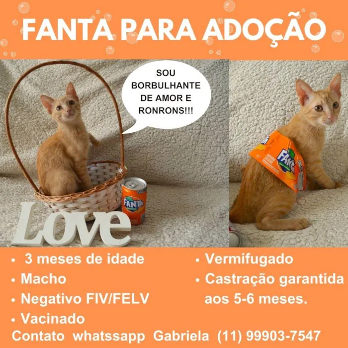 Gato ra a SRD-ViraLata idade 2 a 6 meses nome FANTA