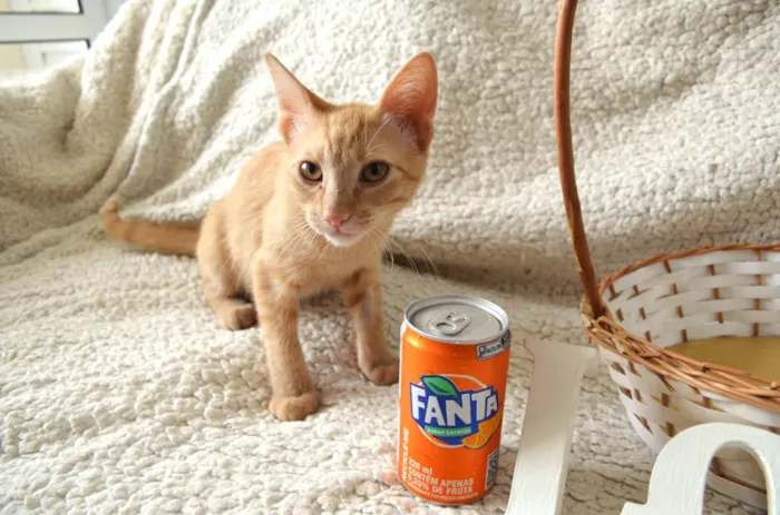 Gato ra a SRD-ViraLata idade 2 a 6 meses nome FANTA