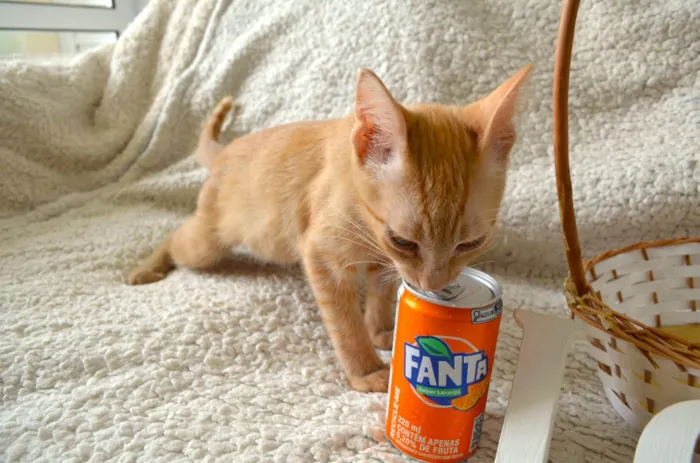 Gato ra a SRD-ViraLata idade 2 a 6 meses nome FANTA