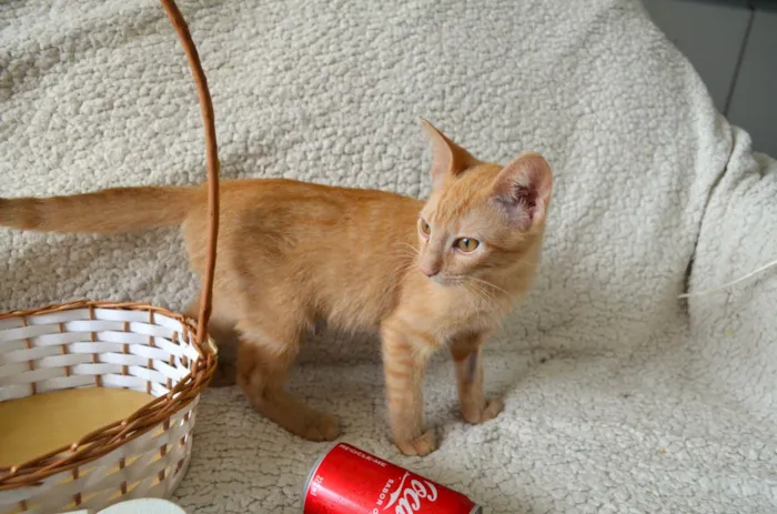 Gato ra a SRD-ViraLata idade 2 a 6 meses nome FANTA