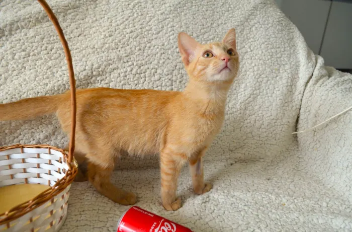 Gato ra a SRD-ViraLata idade 2 a 6 meses nome FANTA