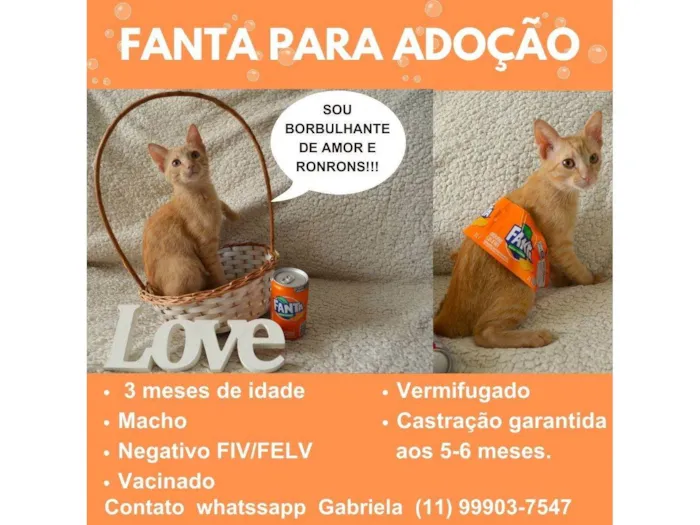 Gato ra a SRD-ViraLata idade 2 a 6 meses nome FANTA