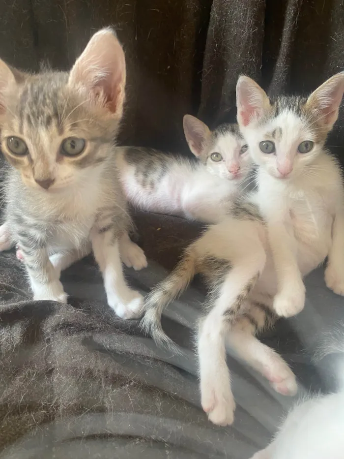 Gato ra a Srd idade Abaixo de 2 meses nome Sem nominhos 