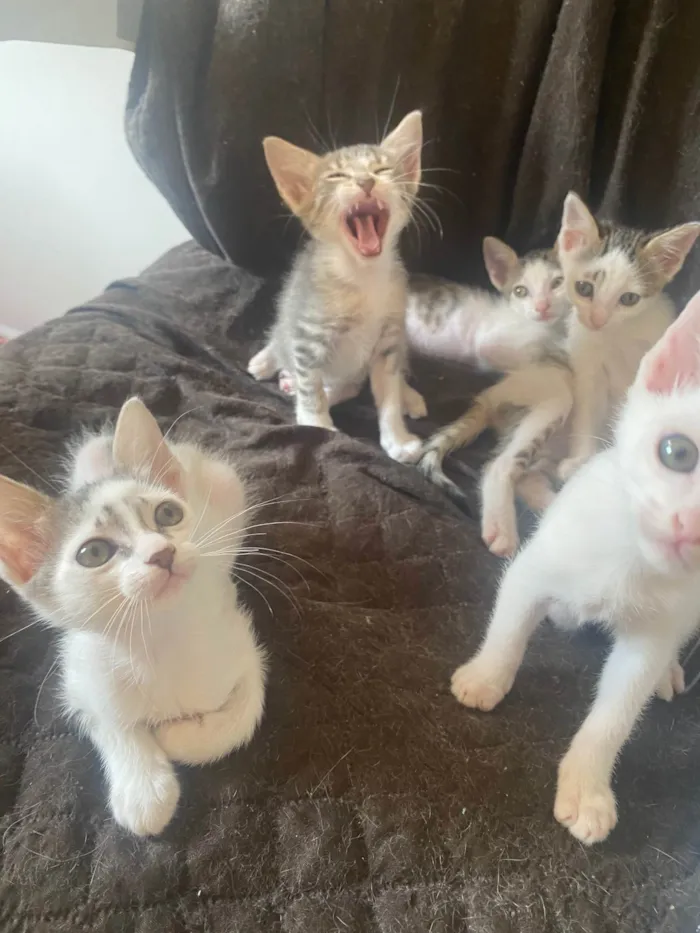 Gato ra a Srd idade Abaixo de 2 meses nome Sem nominhos 