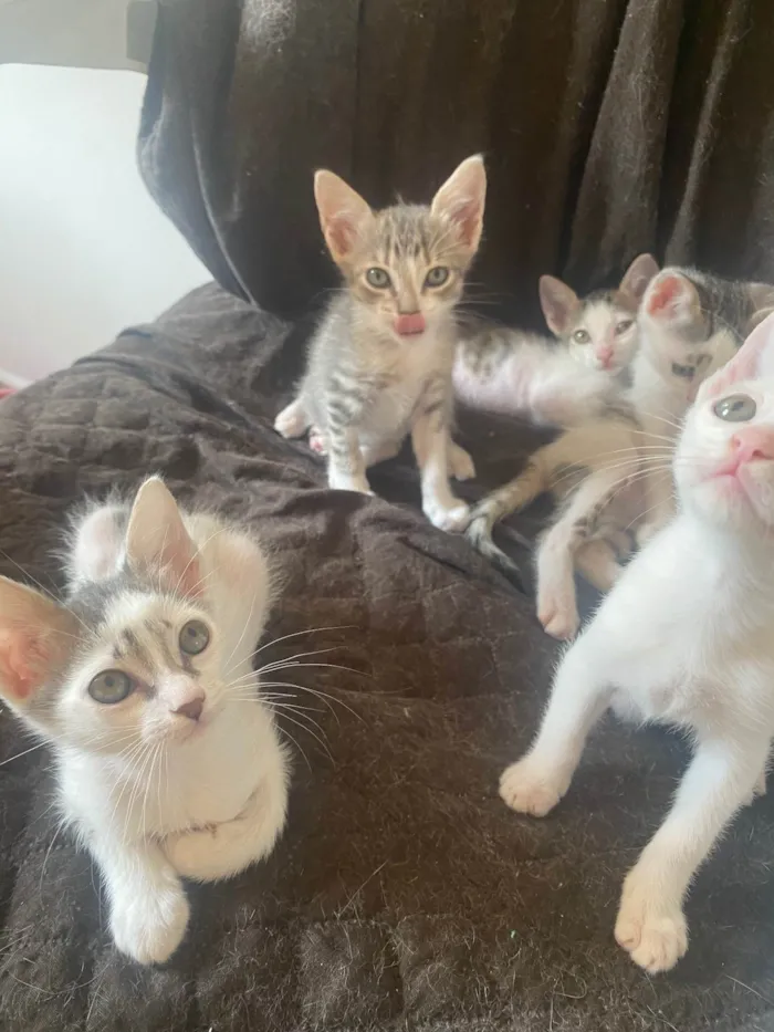 Gato ra a Srd idade Abaixo de 2 meses nome Sem nominhos 