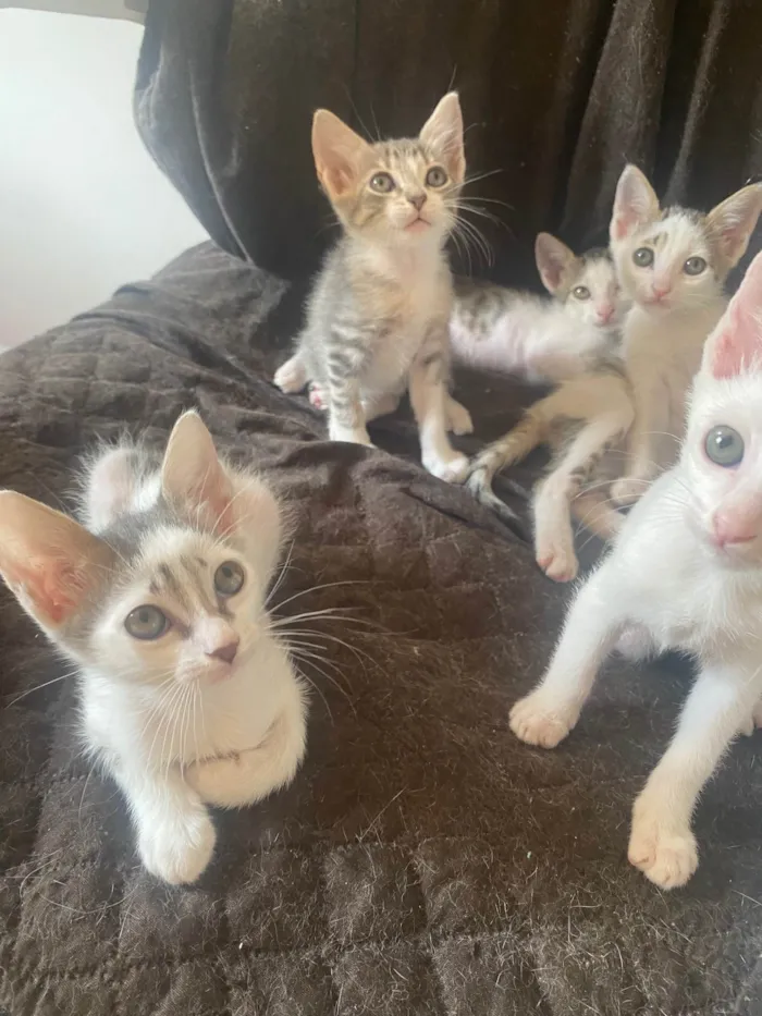 Gato ra a Srd idade Abaixo de 2 meses nome Sem nominhos 