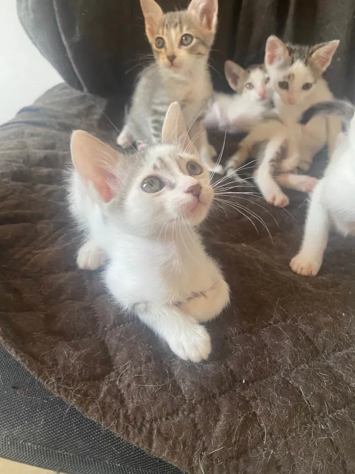 Gato ra a Srd idade Abaixo de 2 meses nome Sem nominhos 