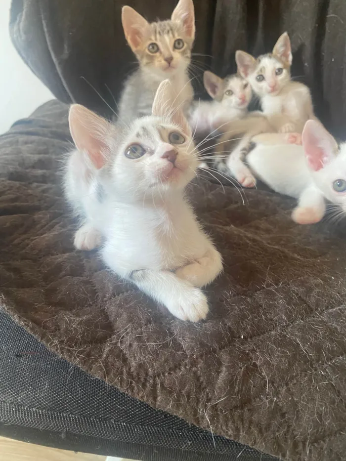 Gato ra a Srd idade Abaixo de 2 meses nome Sem nominhos 
