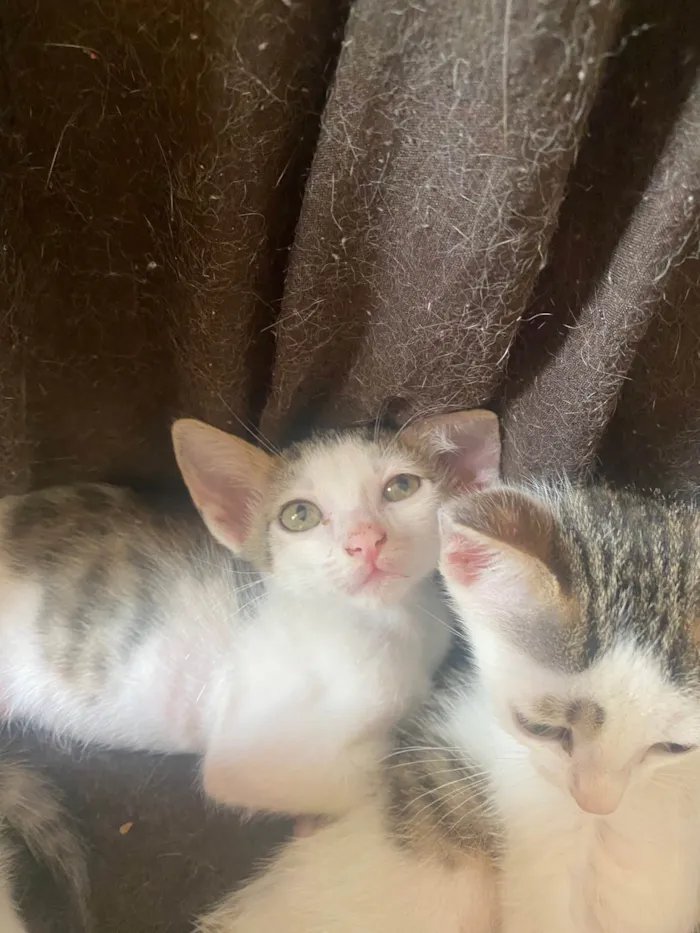 Gato ra a Srd idade Abaixo de 2 meses nome Sem nominhos 