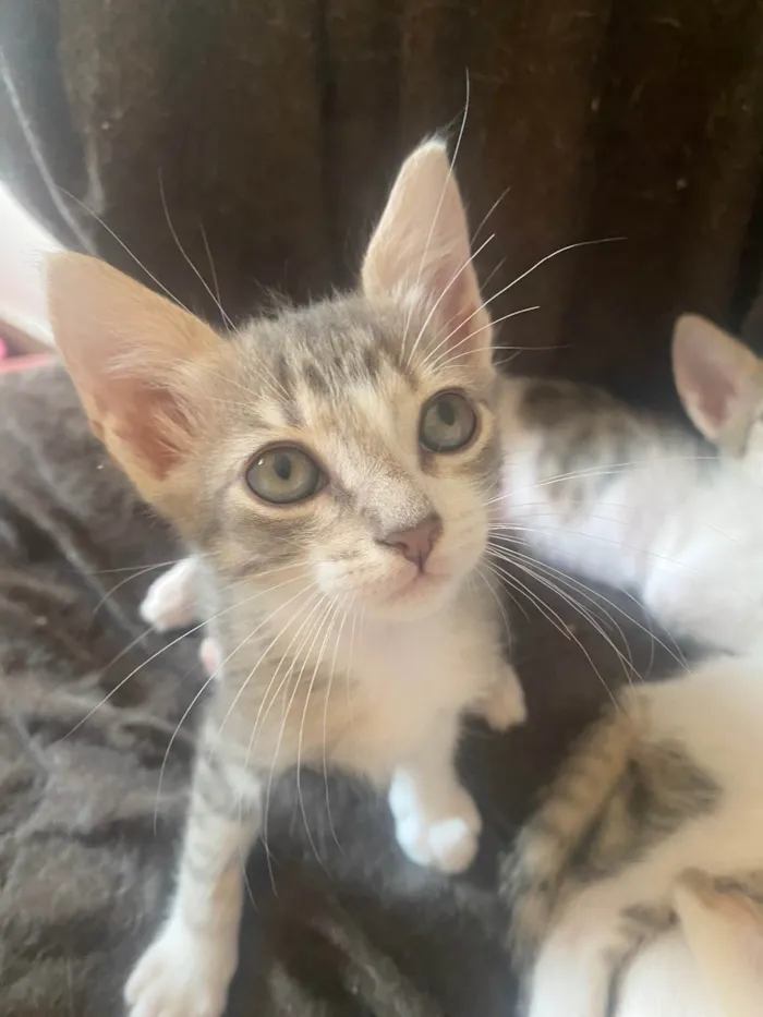 Gato ra a Srd idade Abaixo de 2 meses nome Sem nominhos 