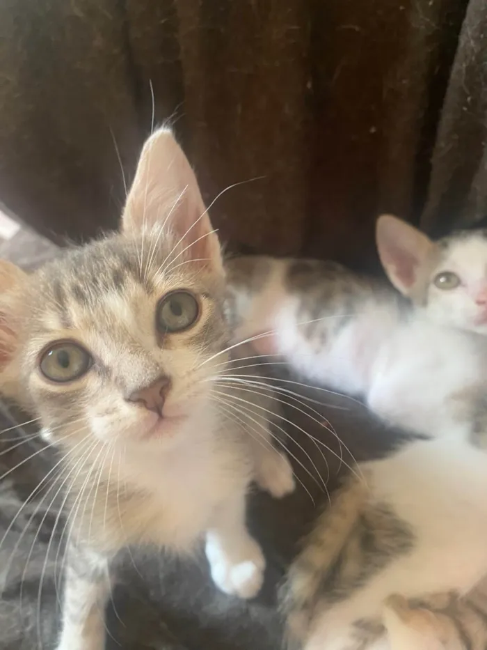 Gato ra a Srd idade Abaixo de 2 meses nome Sem nominhos 