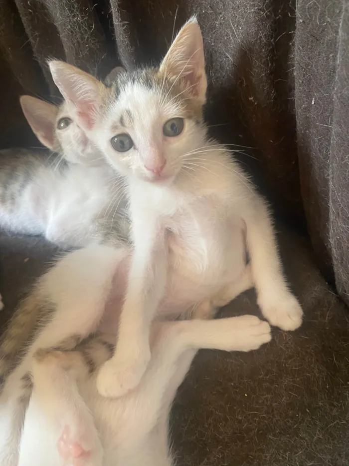 Gato ra a Srd idade Abaixo de 2 meses nome Sem nominhos 