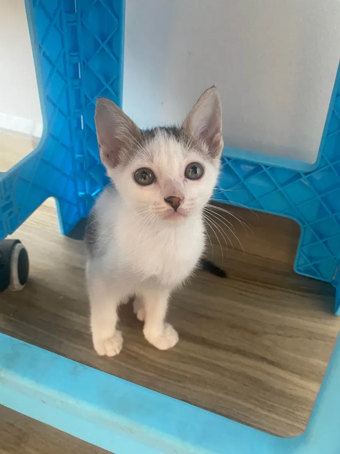 Gato ra a Srd idade Abaixo de 2 meses nome Sem nominhos 