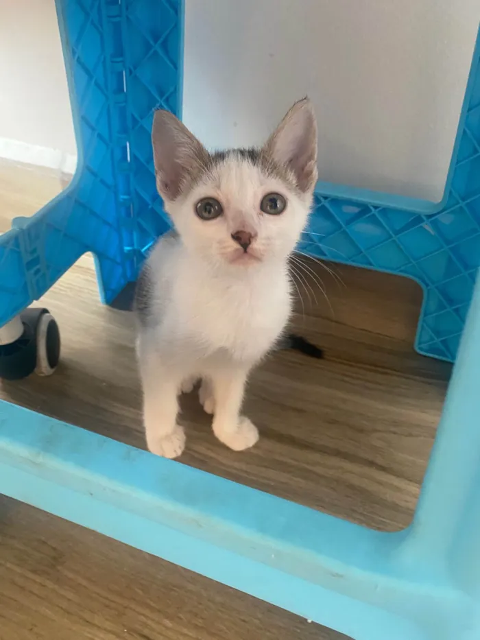 Gato ra a Srd idade Abaixo de 2 meses nome Sem nominhos 