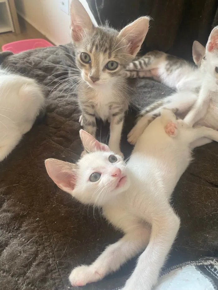 Gato ra a Srd idade Abaixo de 2 meses nome Sem nominhos 