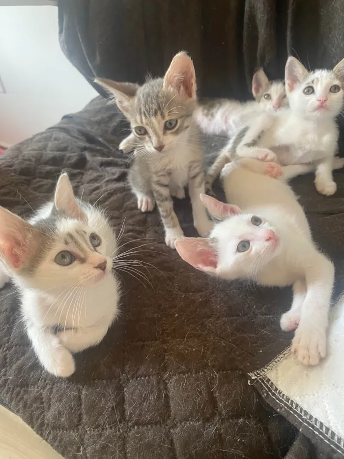 Gato ra a Srd idade Abaixo de 2 meses nome Sem nominhos 