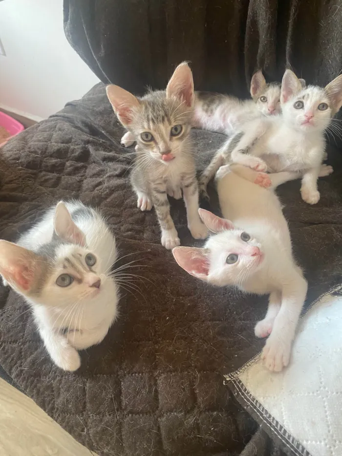Gato ra a Srd idade Abaixo de 2 meses nome Sem nominhos 