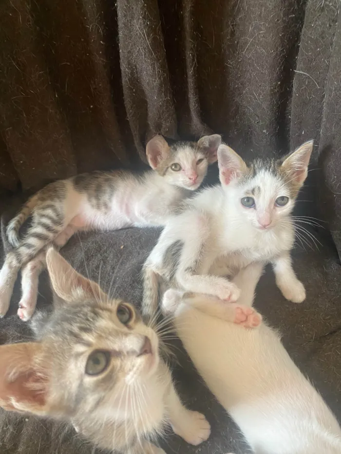 Gato ra a Srd idade Abaixo de 2 meses nome Sem nominhos 
