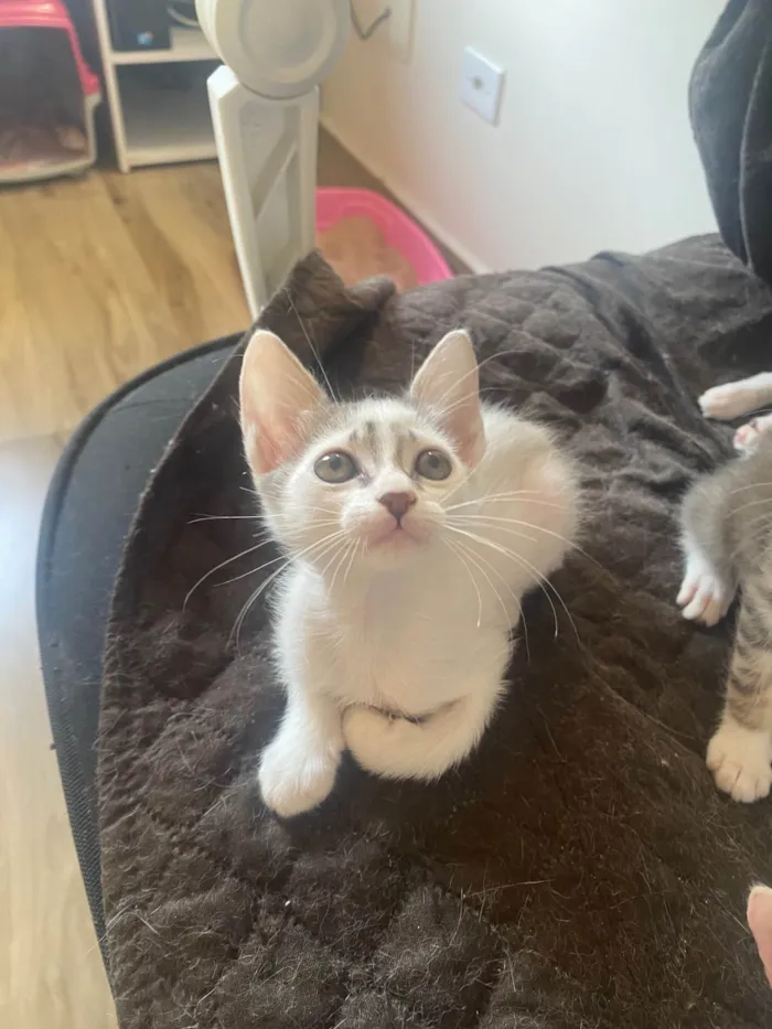 Gato ra a Srd idade Abaixo de 2 meses nome Sem nominhos 