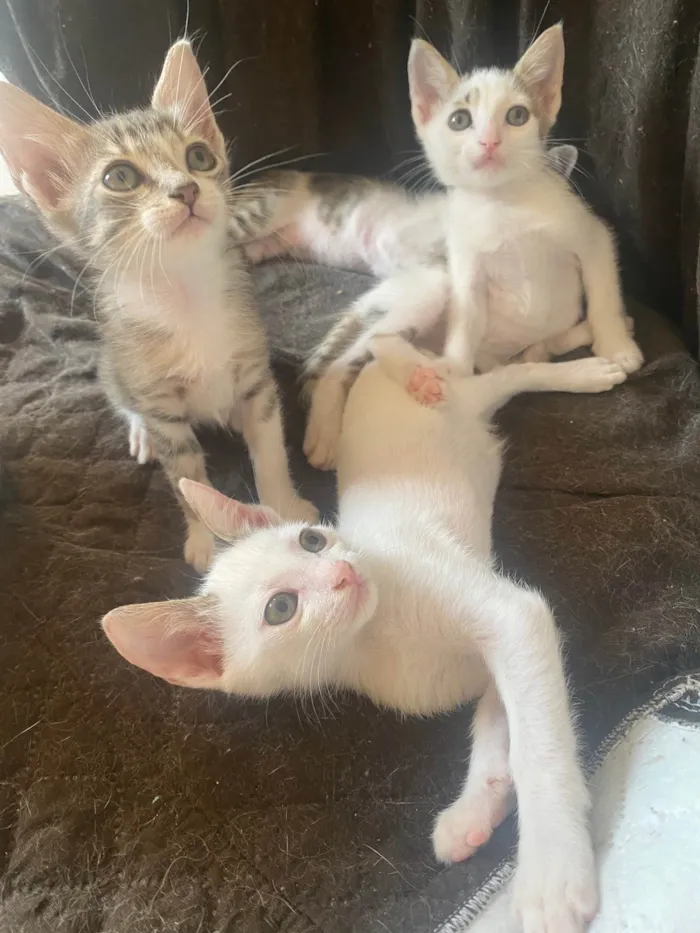 Gato ra a Srd idade Abaixo de 2 meses nome Sem nominhos 