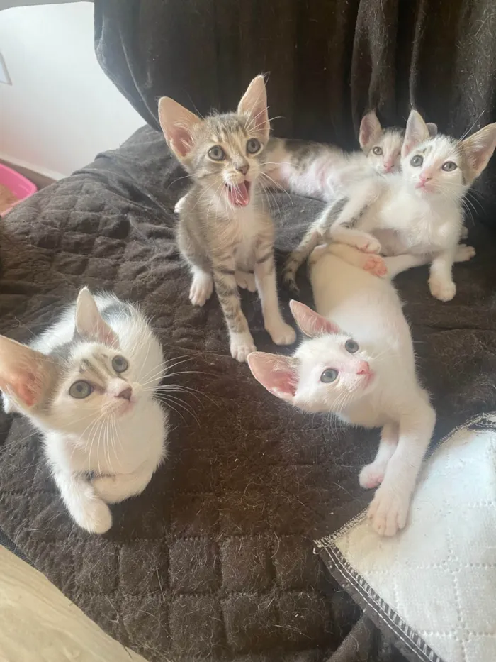 Gato ra a Srd idade Abaixo de 2 meses nome Sem nominhos 