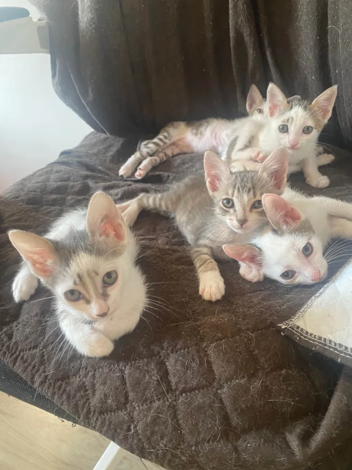 Gato ra a Srd idade Abaixo de 2 meses nome Sem nominhos 