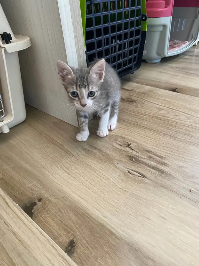 Gato ra a Srd idade Abaixo de 2 meses nome Sem nominhos 