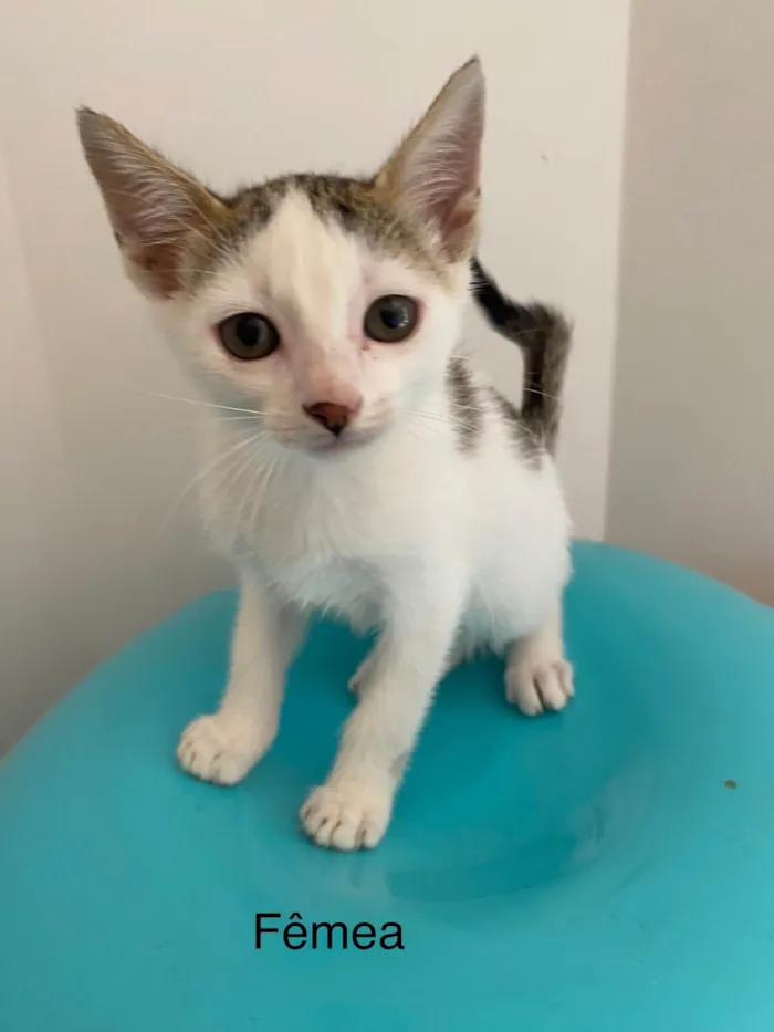 Gato ra a Srd idade Abaixo de 2 meses nome Sem nominhos 