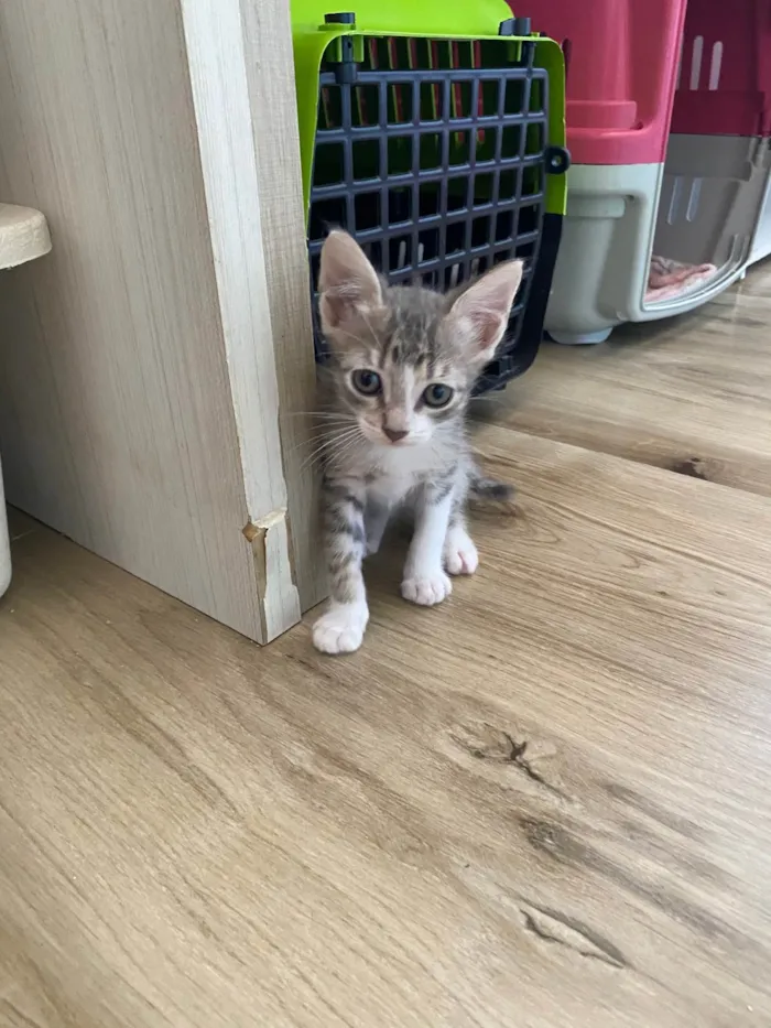 Gato ra a Srd idade Abaixo de 2 meses nome Sem nominhos 