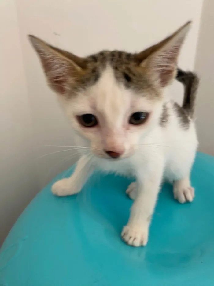 Gato ra a Srd idade Abaixo de 2 meses nome Sem nominhos 