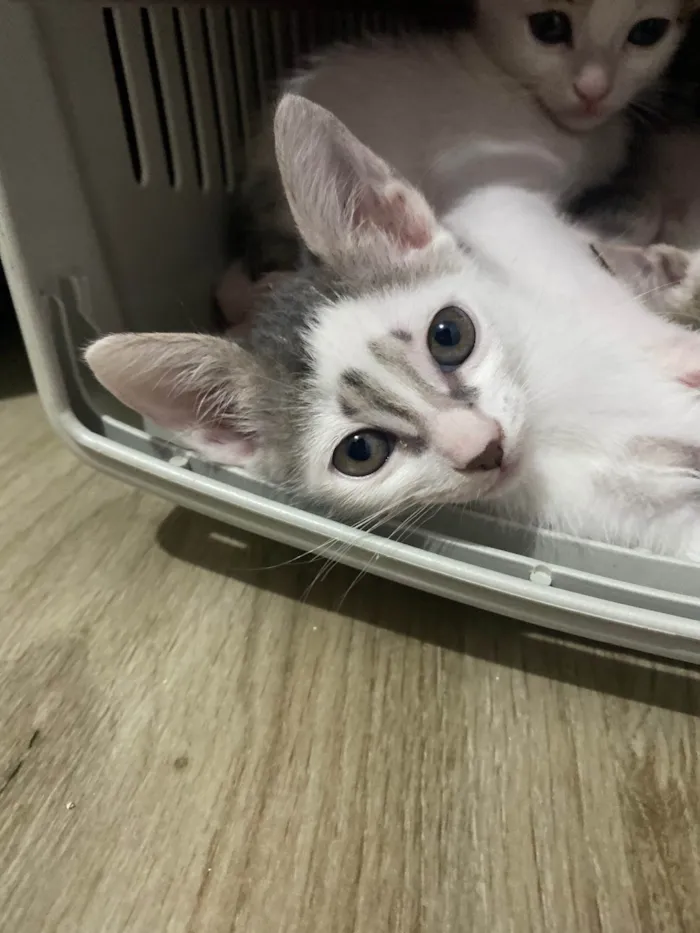 Gato ra a Srd idade Abaixo de 2 meses nome Sem nominhos 