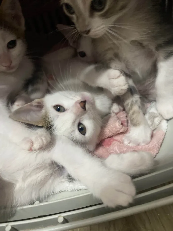 Gato ra a Srd idade Abaixo de 2 meses nome Sem nominhos 