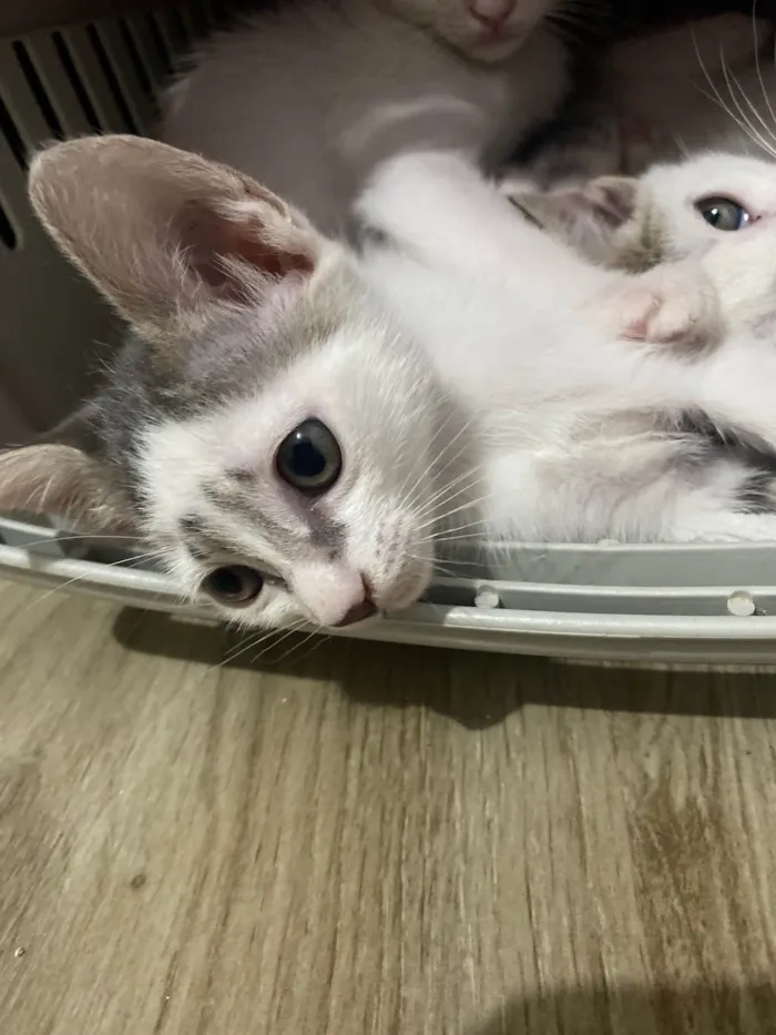Gato ra a Srd idade Abaixo de 2 meses nome Sem nominhos 