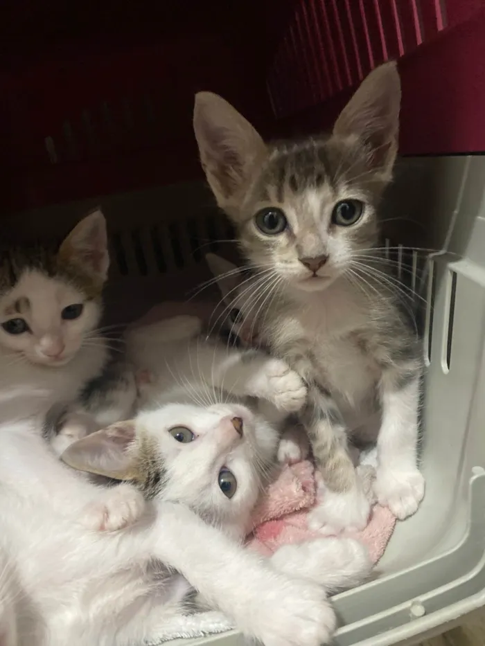 Gato ra a Srd idade Abaixo de 2 meses nome Sem nominhos 