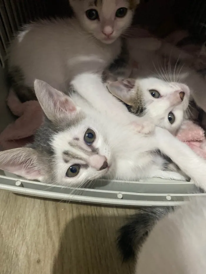Gato ra a Srd idade Abaixo de 2 meses nome Sem nominhos 