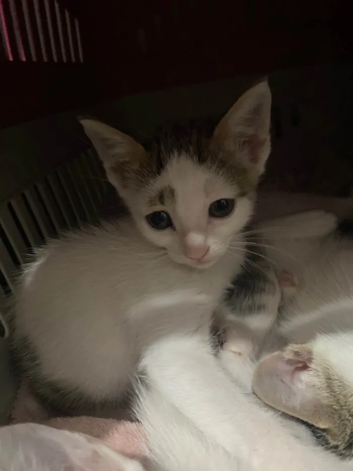 Gato ra a Srd idade Abaixo de 2 meses nome Sem nominhos 