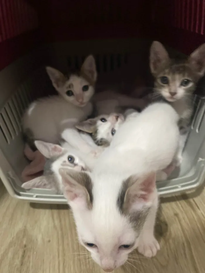 Gato ra a Srd idade Abaixo de 2 meses nome Sem nominhos 