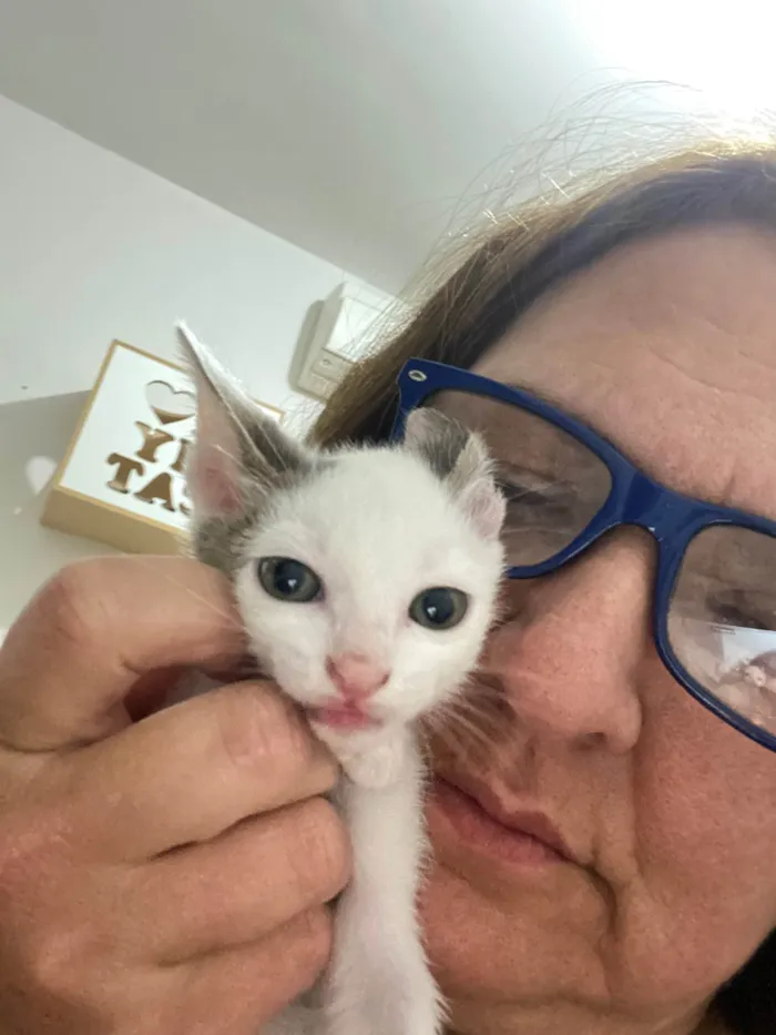 Gato ra a Srd idade Abaixo de 2 meses nome Sem nominhos 