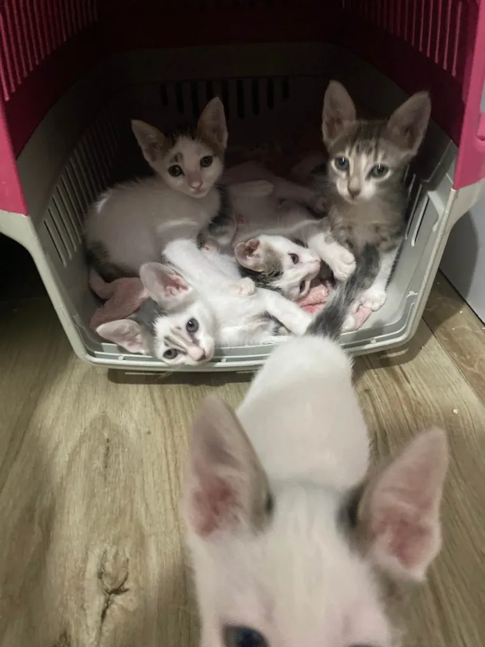 Gato ra a Srd idade Abaixo de 2 meses nome Sem nominhos 