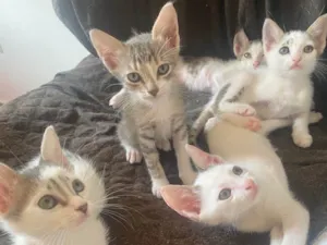 Gato raça Srd idade Abaixo de 2 meses nome Sem nominhos 