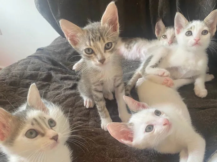Gato ra a Srd idade Abaixo de 2 meses nome Sem nominhos 
