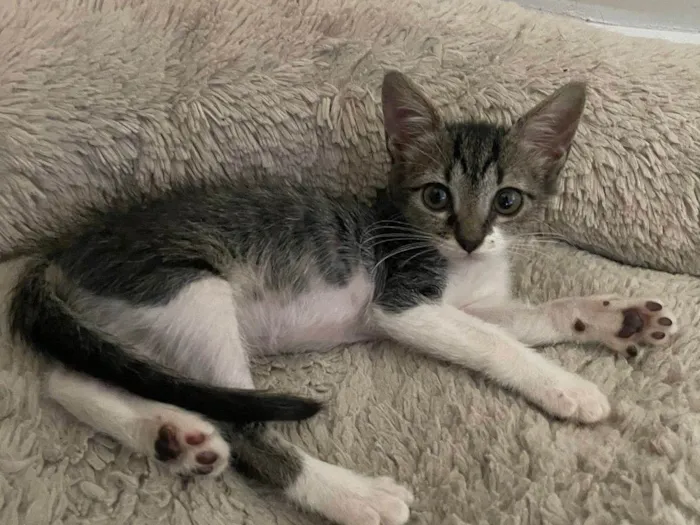 Gato ra a Srd idade 2 a 6 meses nome Maitê 