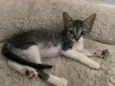Maitê